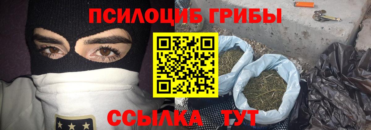 Галлюциногенные грибы Psilocybe Камышин